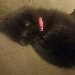 Meet your Posher, Nichole